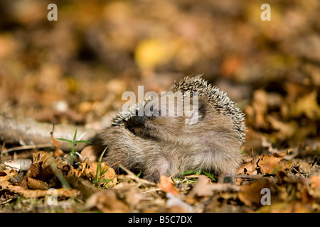Europäischer Igel young hedgehog Erinaceus europaeus licking it`s side and salivating Stock Photo